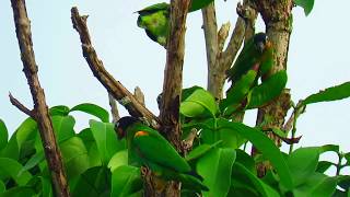 Pionopsitta haematotis Brownhooded Parrot Mitu Vaupes Mitu Birding White sand forest [upl. by Vitkun]