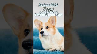 Pembroke Welsh Corgi A Smart Alert and Loving Companion [upl. by Jonathan369]