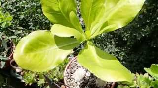 Brighamia insignis  Hawaiian palm [upl. by Dranreb932]