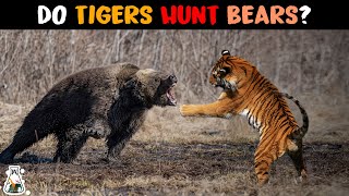 Do Tigers Really Hunt Bears [upl. by Folger]