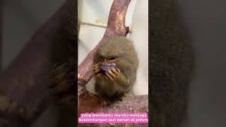 Monyet Marmose  Callithrix Jacchus  shorts viralvideo viralshorts wild [upl. by Anitaf627]