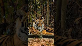 Sundarbans Tigers Mangrove Hunters [upl. by Nalra361]