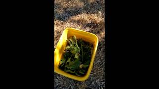 How to Harvest Borage Flowers amp Leaves [upl. by Husain865]