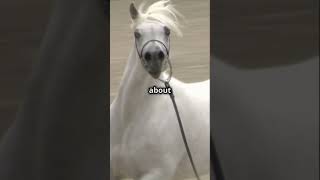 5 Mind Blowing Horse Facts  horse animals [upl. by Winny]