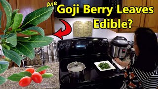 Are Goji Berry Lycium barbarum Leaves Edible [upl. by Gwennie]