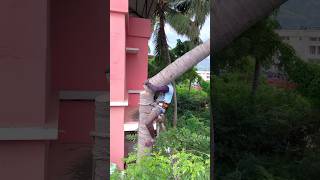 Tree cutter Arul kaniyakumari top tree cutter [upl. by Enram]