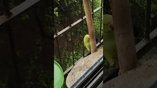 INDIAN PARROTSVIDEO BY ADIL DARUWALLA [upl. by Ynelram340]