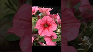 5 winter Flowering Plants  Winter Garden winterflower wintergarden gardening flowers shorts [upl. by Assenat]