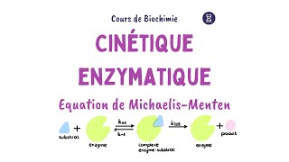 Cinétique enzymatique  Equation Michaelis Menten [upl. by Siravaj]