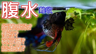 鬥哥生病了 鬥魚有腹水症狀 怎麼辦  Dropsy in Betta Fish  How To Treat DROPSY In Fish [upl. by Jariv]