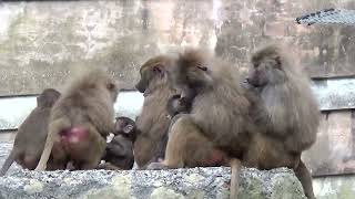 Hamadryas Baboons at Paignton Zoo [upl. by Baptiste]