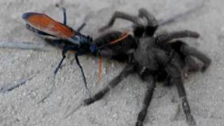 Tarantula Hawk Wasp Manhandles a Tarantula [upl. by Delsman]