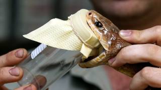 The worlds most venomous snake  Milking the Inland Taipan [upl. by Atinat]