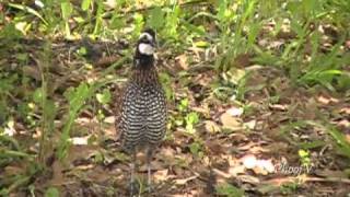 Bobwhite Quail Visiting and Leaving [upl. by Aleiram949]