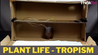 Plant Life  Tropism  Class 10 Experiential Activity [upl. by Shanahan]