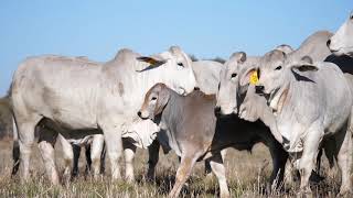 Brahman Breeding in South Africa  SA Brahman [upl. by Heloise]