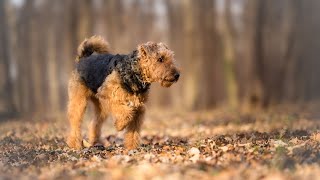 Grooming an Airedale Terrier StepbyStep Guide [upl. by Lorin]