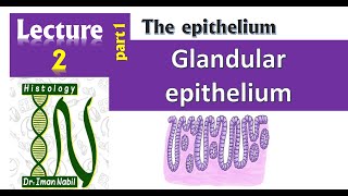 2a Glandular epitheliumHistology [upl. by Isbella410]