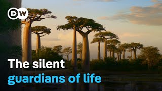 The baobab tree  A universe of its own  DW Documentary [upl. by Venditti884]