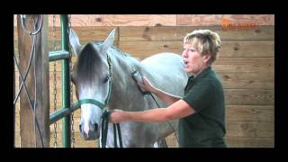 Clipping a Horse Desensitization Techniques [upl. by Acisej]