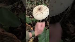 Big Macrolepiota Procera Şemsiye mantarı [upl. by Nileuqaj302]