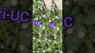 Gomphrena celosioides MartNative language in Igbo Yoruba and Hausa language [upl. by Kevon]