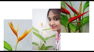 5 caring tips for heliconia plantsइन 5 तरीको से करे हेलिकॉनिया प्लांट की देखभाल।। [upl. by Joe]