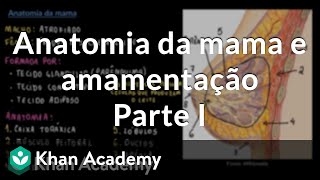 Anatomia da mama e amamentação  Parte I [upl. by Nnylhtak]