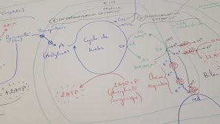 eSVT La production dATP par la fermentation et la respiration cellulaire [upl. by Ewolram557]