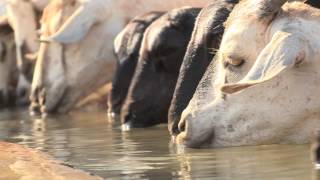 IBLI  opening up new frontiers for pastoralists in northern Kenya [upl. by Fiora30]