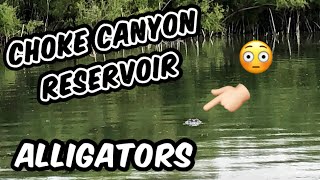 Gators in Choke Canyon Reservoir [upl. by Sugirdor]