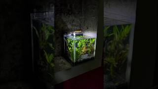 Nano planted tank setup ytshorts aquarium aquatic [upl. by Sylvester]