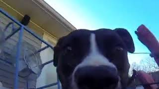 Dog running around with a go pro  997543 [upl. by Aerdnad439]