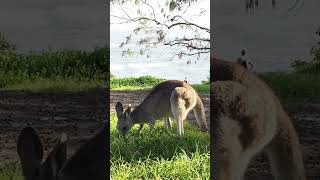 Discover North Stradbroke Island near Brisbane [upl. by Knute]