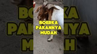 CARI PAKANNYA MUDAH⁉️ kambing goat boer boerka kacang kambingkacang shorts farm ternak [upl. by Marcie]