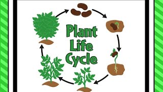 Life Cycle of a plant🏝🏜🎄Learning for Kids plantlifecycle growth educationalvideo kidslearning [upl. by Eelarual]