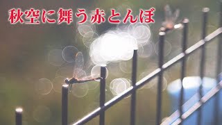 秋空に舞う赤とんぼ（富山県上市町黒川） [upl. by Proudfoot]