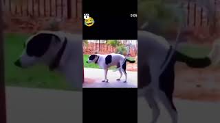 Dog 🐕 funny video 😂shorts comedy video [upl. by Karoline]