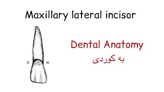 Maxillary Lateral Incisor  دێنتەل ئاناتۆمی [upl. by Navillus818]