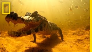 Swimming with Brazils Caimans  National Geographic [upl. by Ilzel]