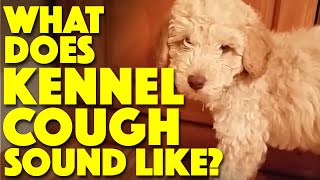 What does Kennel Cough sound like [upl. by Airal]