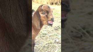 funny baby goat screaming wildlife shorts shortsvideo youtubeshorts [upl. by Elwira]