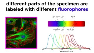 Widefield and Confocal Fluorescence Microscopy [upl. by Sylvan]