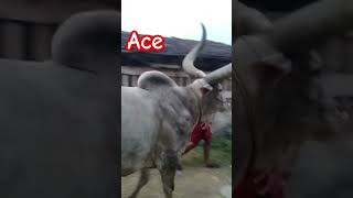 BIGGEST KANKREJ OX OF 2025 shorts trending viralvideo viral guru [upl. by Cicely512]