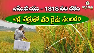 ఎర్ర వడ్లుతో రైతు సంబరం  MTU  1318 Best Paddy Variety for Kharif  Karshaka Mitra [upl. by Hana]