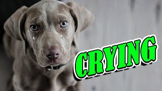 Dog Crying and Whining Loud  Sound Effects of 5 Crying Dogs [upl. by Tillman213]