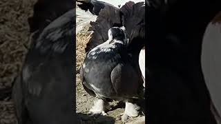 fantail pigeon  lacky kabootar  best pigeon video ❤️ danyorepigeonsloftdpl subscribe video [upl. by Ettennej]