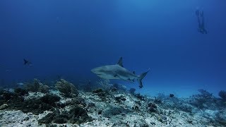 The Incredible Marine Life of The Bahamas [upl. by Tobye]