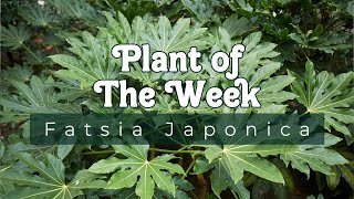 PLANT OF THE WEEK  FATSIA JAPONICA [upl. by Danelle]