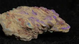 The most beautiful Coprolite [upl. by Tuchman]